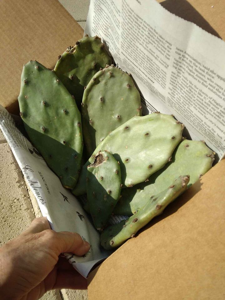 Prickly Pear Cactus Pads