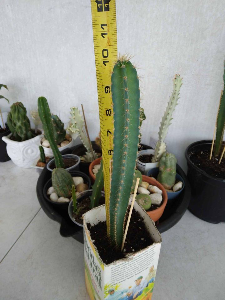 Peruvian Apple Cactus