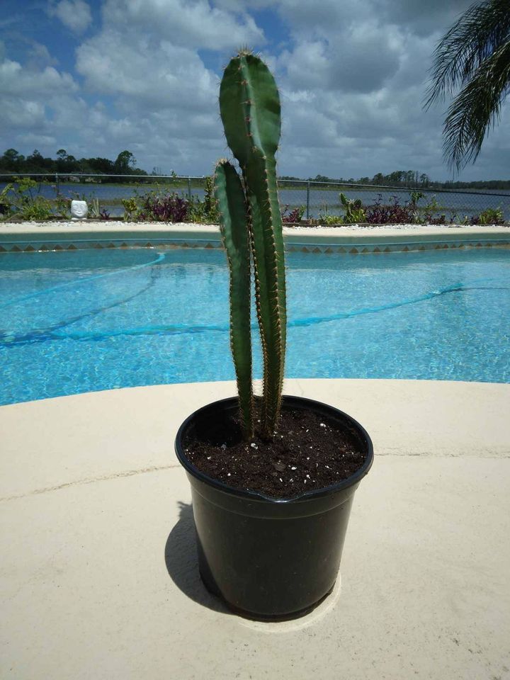 Peruvian Apple Cactus