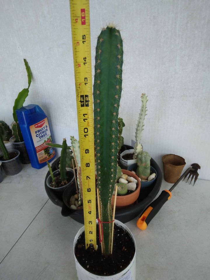 Peruvian Apple Cactus