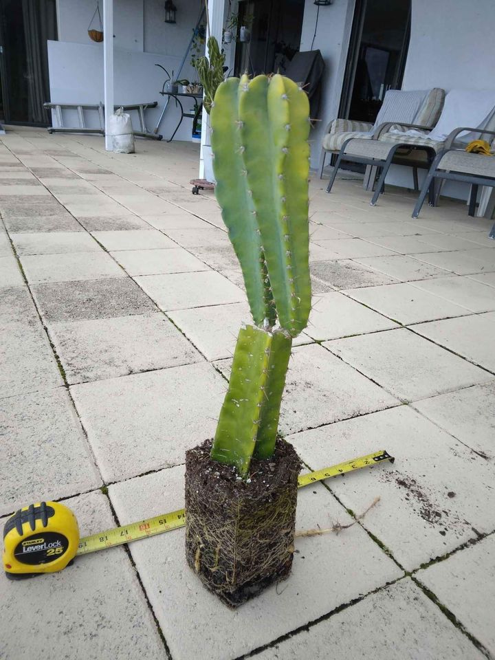 Peruvian Apple Cactus