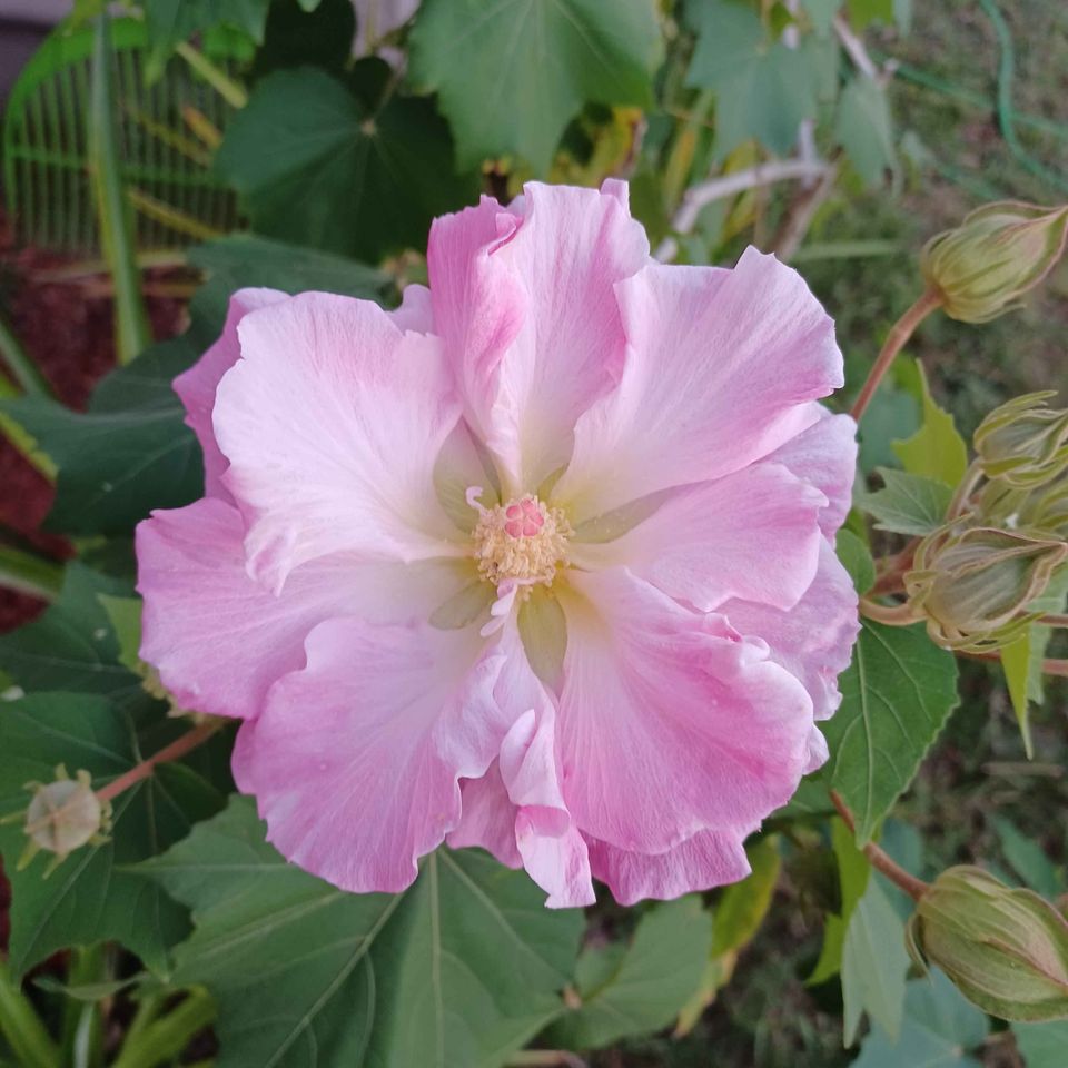 Cotton Rose