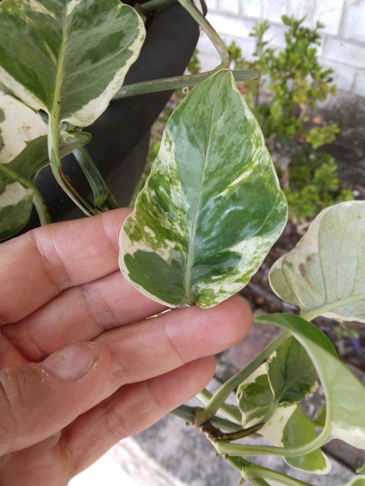 Pearl & Jade Pothos