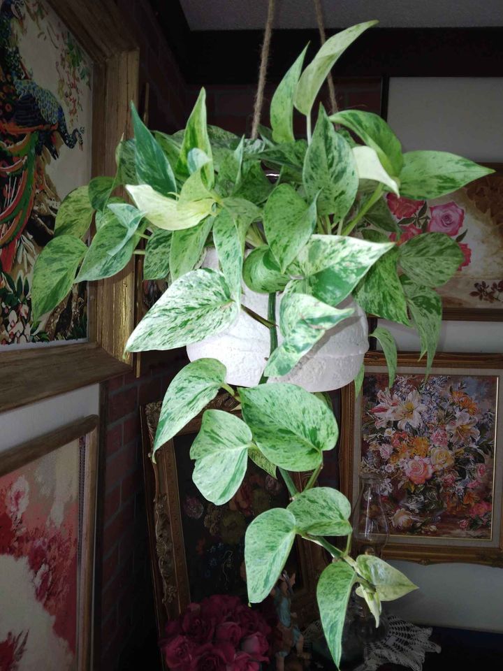 Snow Queen Pothos