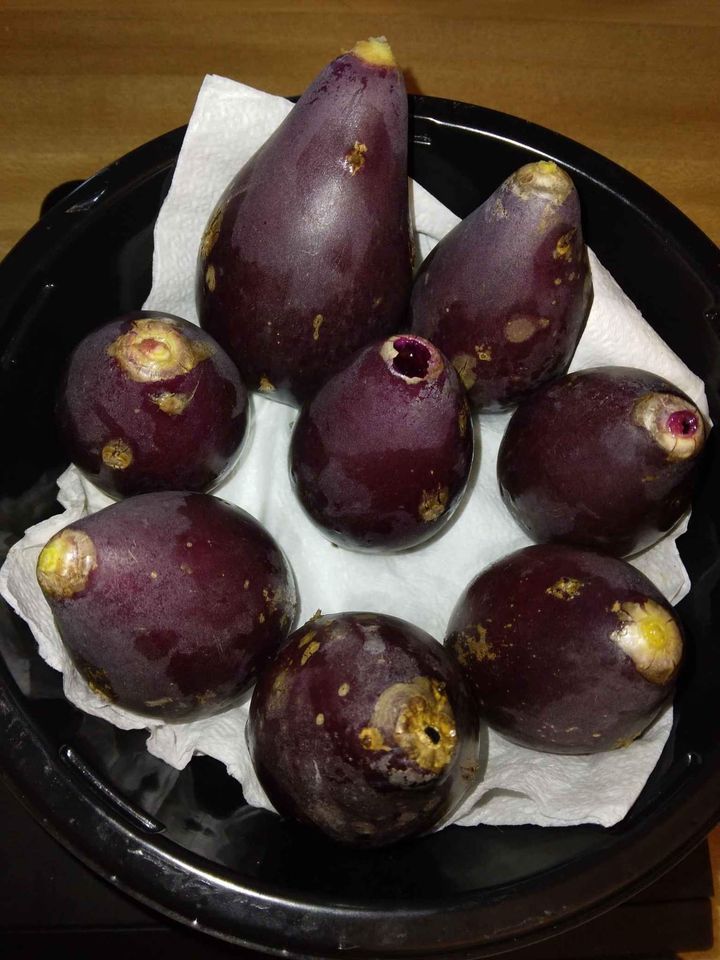 Prickly Pear Cactus Fruit