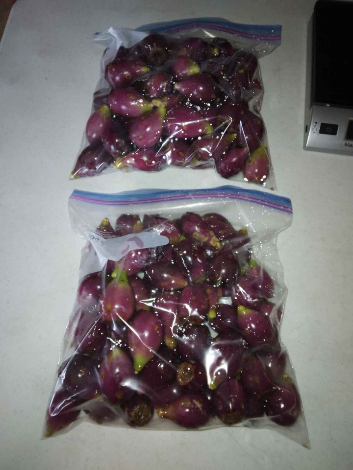 Prickly Pear Cactus Fruit