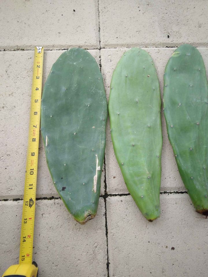 Prickly Pear Cactus Pads