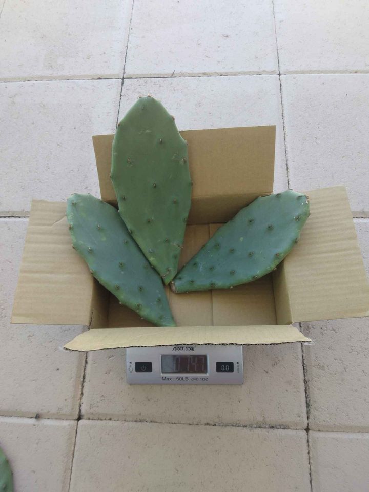 Prickly Pear Cactus Pads