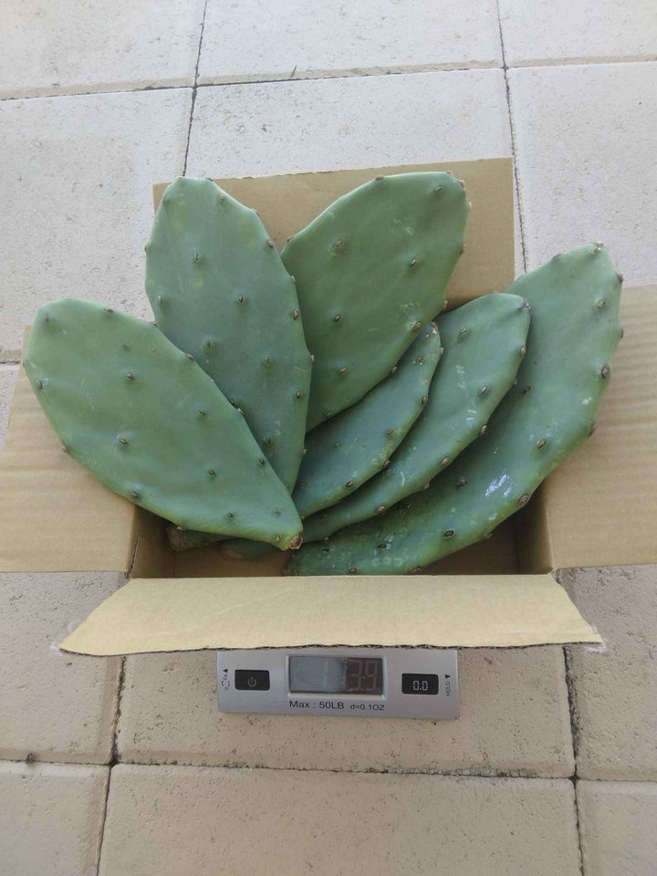 Prickly Pear Cactus Pads