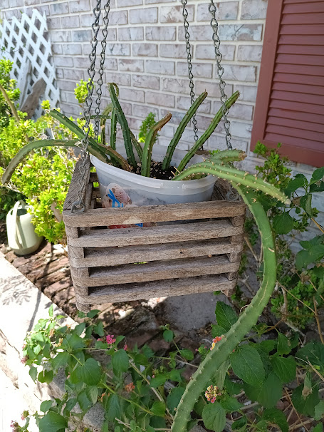 Flowering Climbing Cactus
