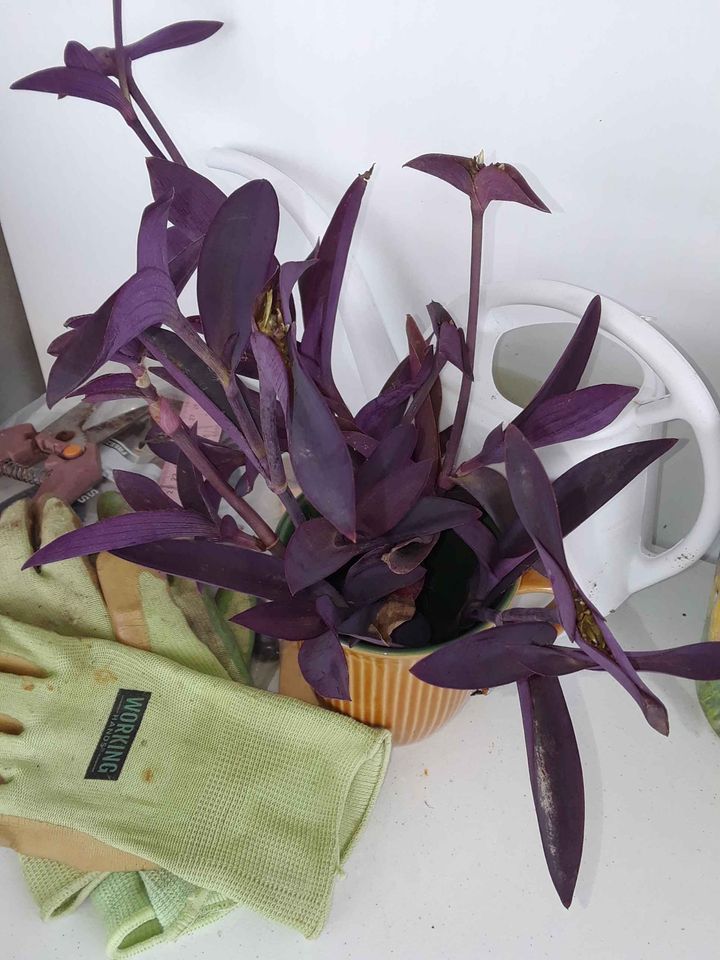 Purple Heart Succulent