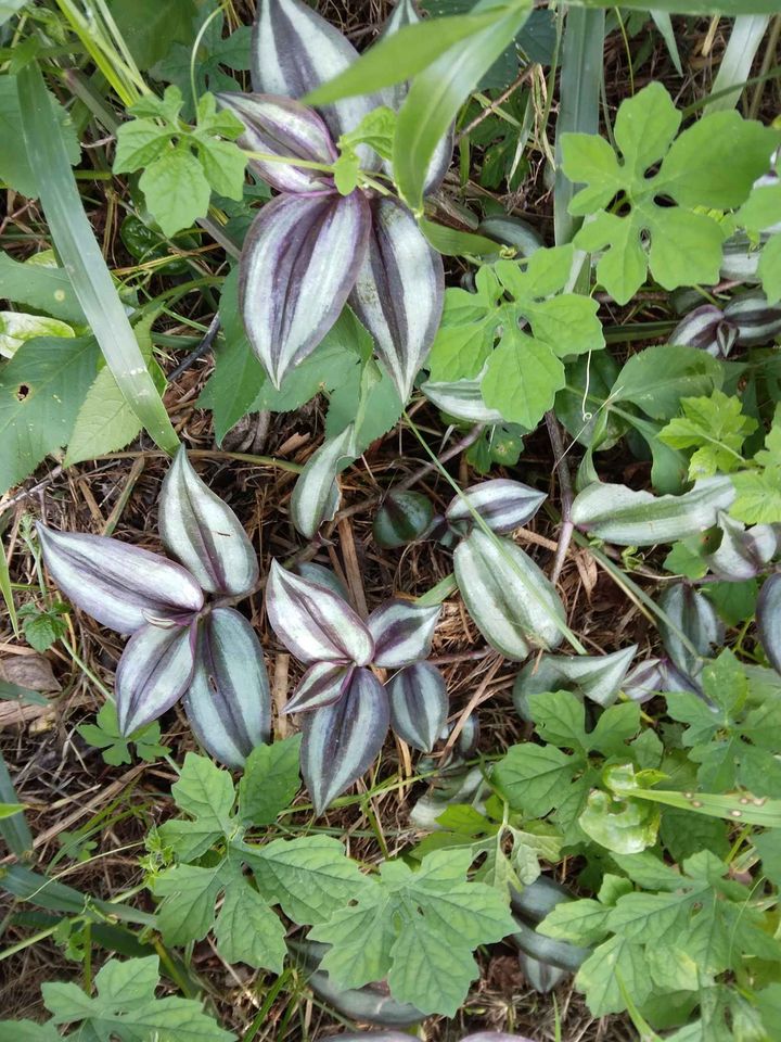 Striped Green Purple Heart Succulent