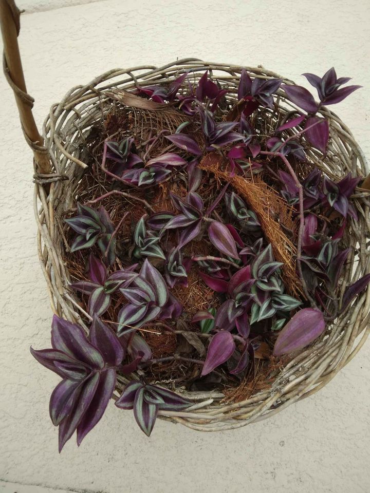 Tradescantia Zebrina