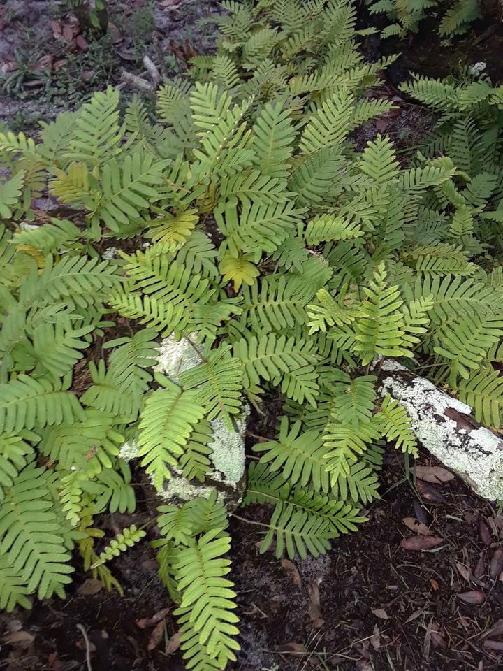 Resurrection Ferns