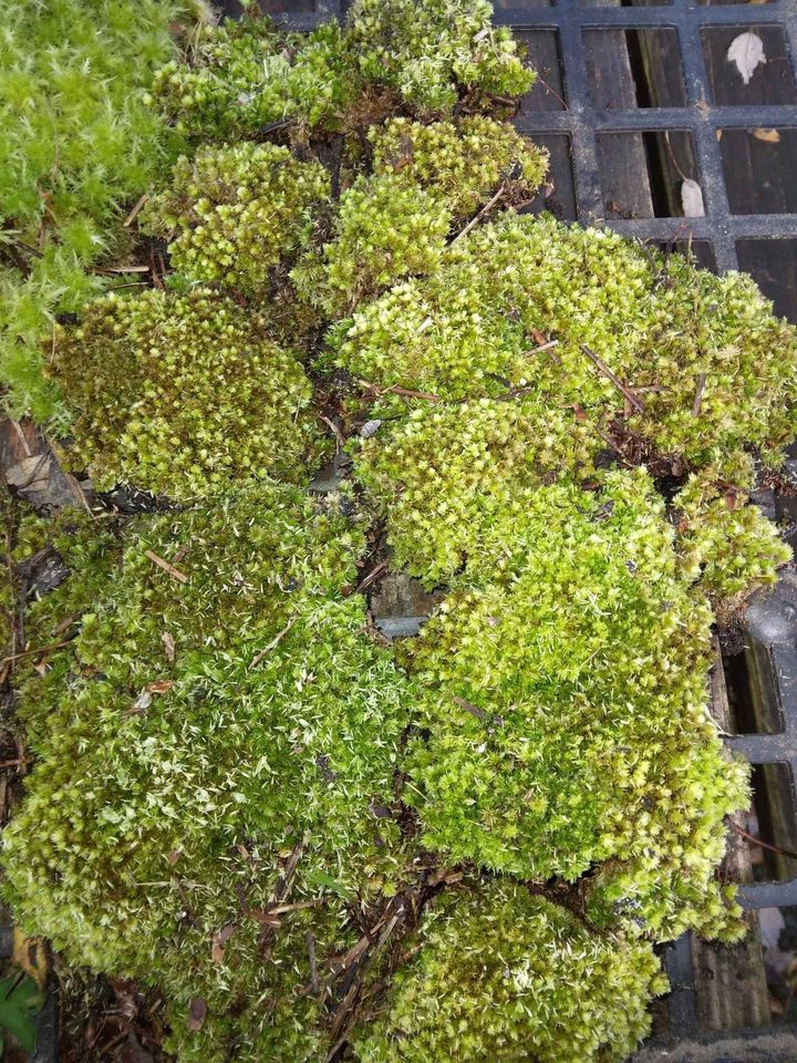 Sheet Moss