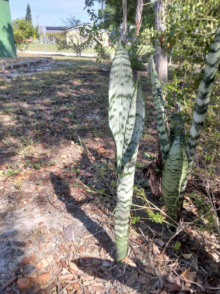 Snake Plant