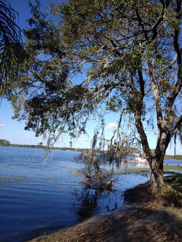Florida Spanish Moss