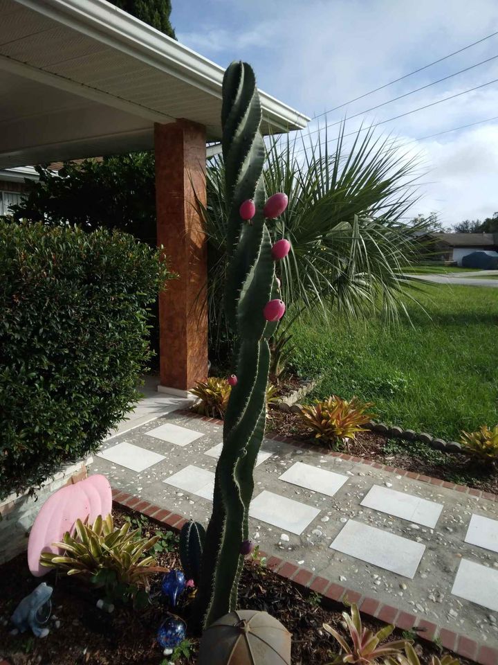 Palm Seeds