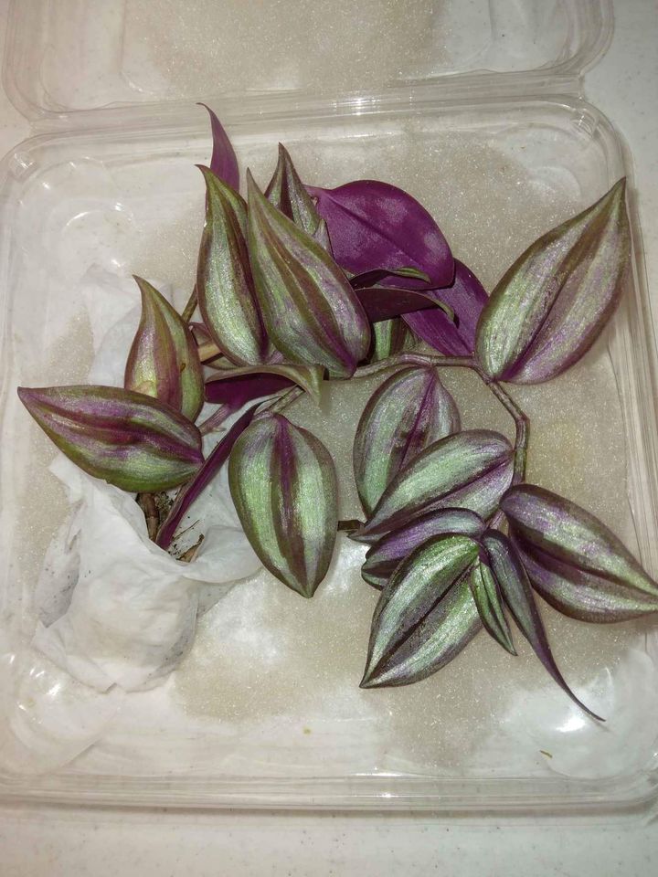 Striped Green Purple Heart Succulent