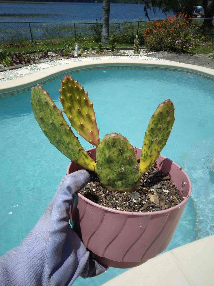 Variegated Optunia Cactus Plant