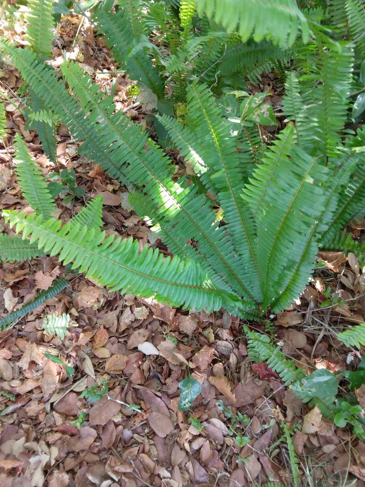 Sword Fern