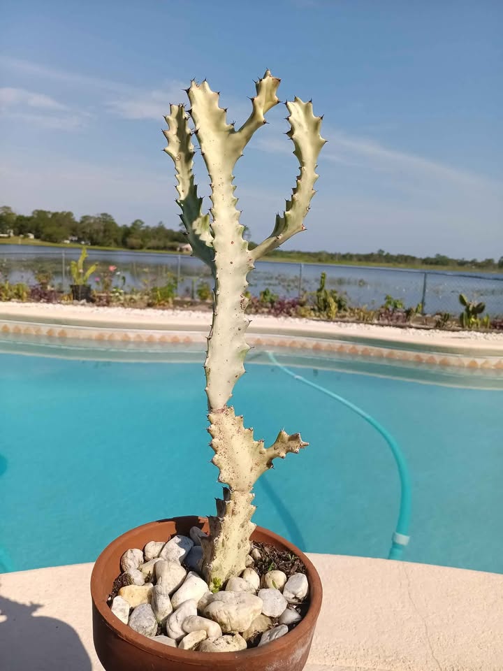 White Ghost Cactus Cutting